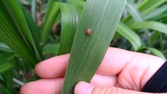 Hemisphaerius formosus