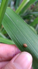 Hemisphaerius formosus