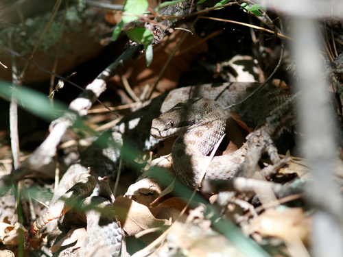 Twin-spotted Rattlesnake