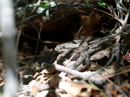 Twin-spotted Rattlesnake