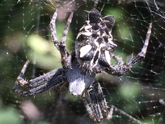 Cyrtophora citricola