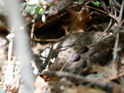 Twin-spotted Rattlesnake