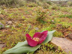 Colchicum coloratum pulchrum
