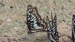 Graphium doson postianus