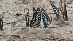 Graphium doson postianus