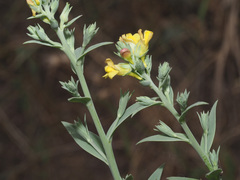 Linaria genistifolia