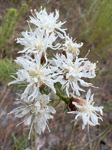Image of Dalea pinnata by no rights reserved