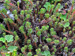 Sedum morrisonense
