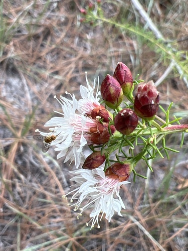 Image of Dalea pinnata by no rights reserved