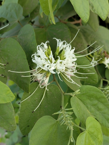 Image of Bauhinia divaricata by no rights reserved
