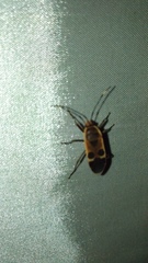 Physopelta gutta gutta