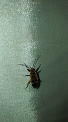 Physopelta gutta gutta