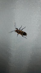 Physopelta gutta gutta