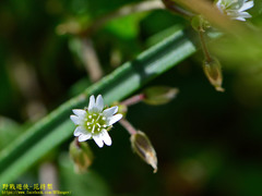 Cerastium morrisonense