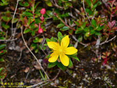 Hypericum nagasawae