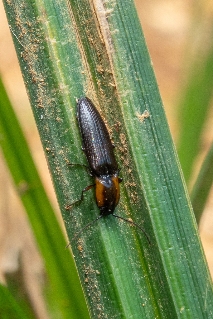 Eanus philippii