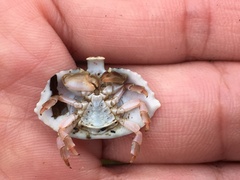 Cryptolithodes sitchensis