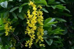 Laburnum