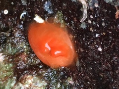 Cnemidocarpa finmarkiensis