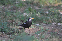 Turdus merula