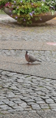 Columba palumbus