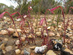 Hesperantha marlothii