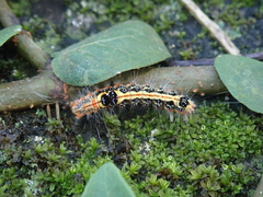 Orvasca