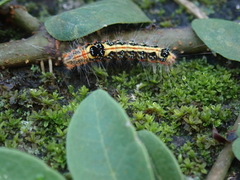 Orvasca