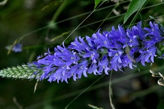 Campanula spicata