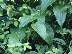 Stemona tuberosa