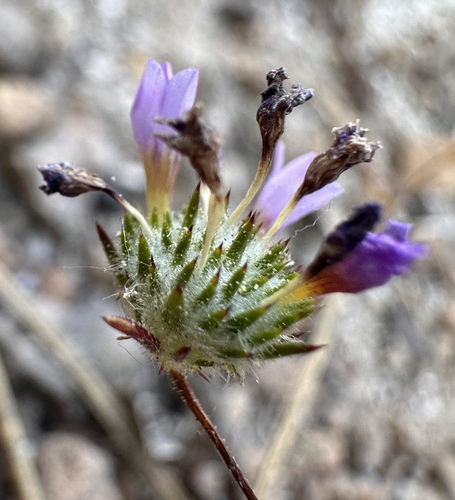Image of Navarretia prolifera by (c) Matt Berger, some rights reserved (CC BY)