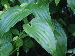 Stemona tuberosa