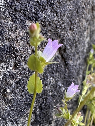 Image of Heterocodon rariflorus by (c) Matt Berger, some rights reserved (CC BY)