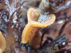 Primavelans insculpta