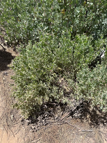 Nissenan manzanita (Arctostaphylos nissenana)