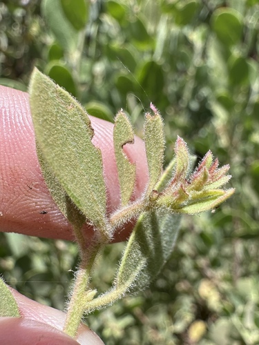 Image of Arctostaphylos nissenana by (c) Matt Berger, some rights reserved (CC BY)