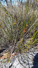 Daviesia triflora