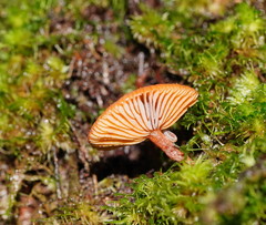 Lactarius eucalypti