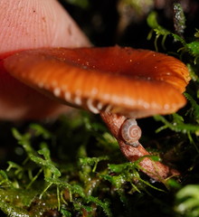 Lactarius eucalypti