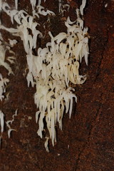 Mucronella pendula