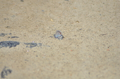 Plebejus argyrognomon