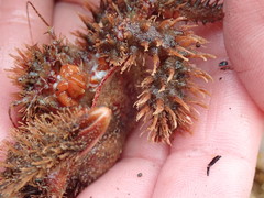 Hapalogaster mertensii