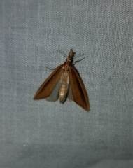 Donacaula albicostellus