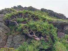 Juniperus squamata