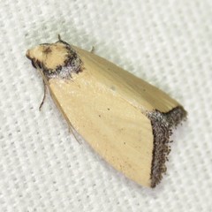 Pseudomarimatha flava