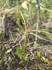 Botrychium neolunaria