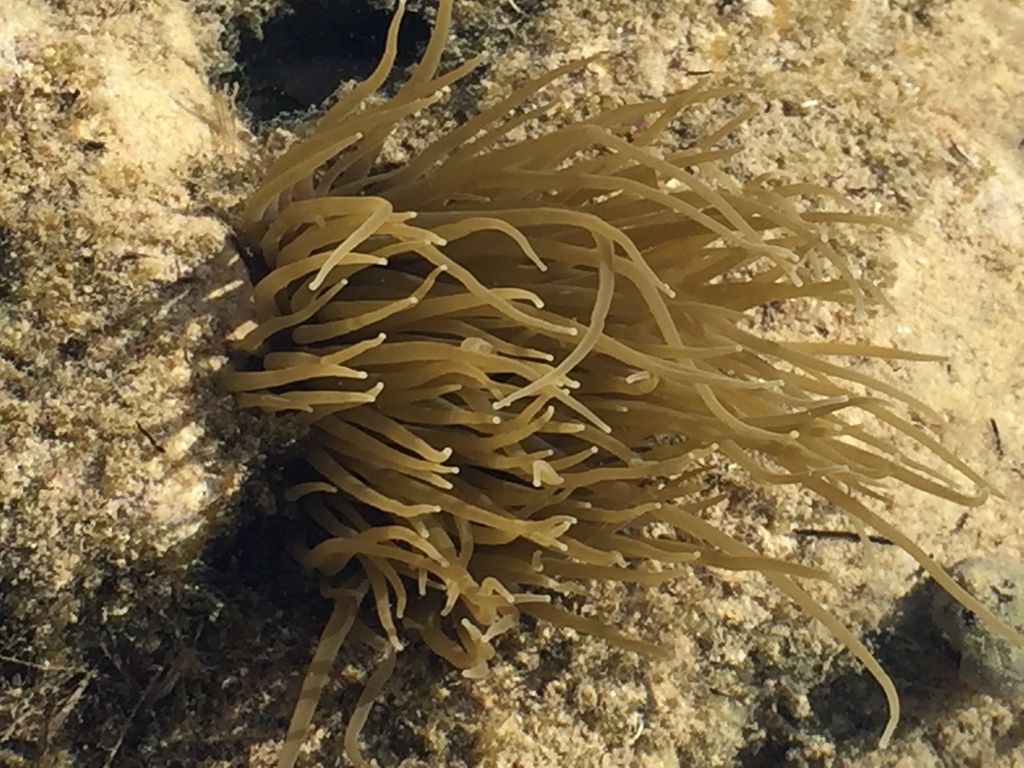 Anemone snakelocks anemone (Anemonia viridis) · iNaturalist