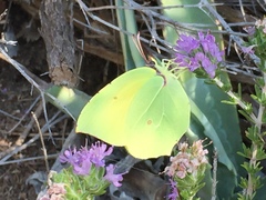 Gonepteryx cleopatra