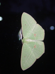 Tanaoctenia haliaria