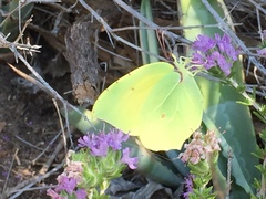Gonepteryx cleopatra